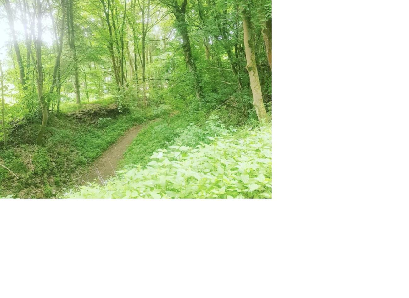 Natur Pur Frielendorf Exterior photo